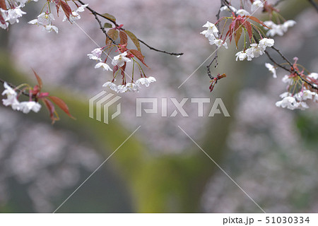 山桜 51030334