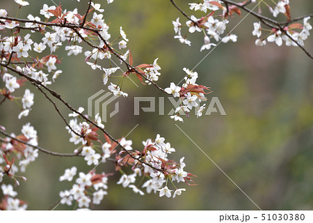 山桜 51030380