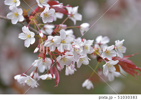 山桜 51030383