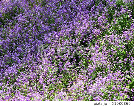 ハナダイコンの花／小宮公園 51030866