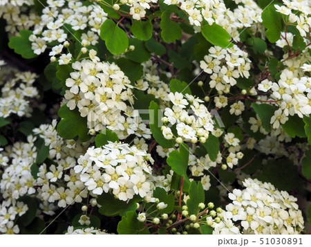 ミツデイワガサ／八王子 51030891