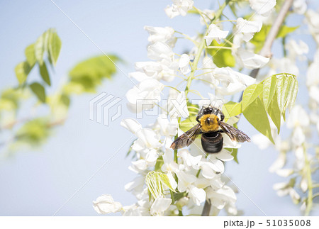 クマバチ　熊蜂　花粉媒介昆虫 51035008