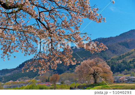 桜　武田廣神社 51040293