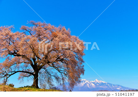 桜　ワニ塚の桜 51041197