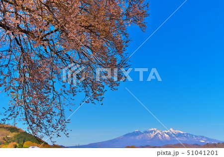 桜 ワニ塚の桜 桜 ワニ塚の桜 51041201