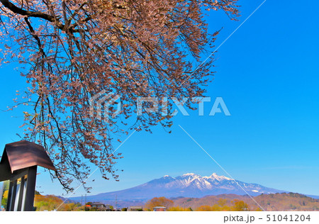 桜　ワニ塚の桜 51041204