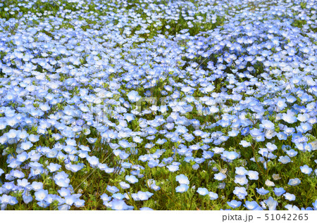 ネモフィラの花が咲き誇る大阪まいしまシーサイドパークの風景 51042265