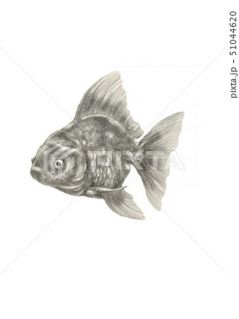 Saturday morning scribble fish goldfish sketch absorb  Flickr