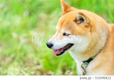 緑背景に柴犬 飼い犬 日本犬 一般的な犬 散歩 遊ぶ 緑背景に柴犬 飼い犬 日本犬 一般的な犬 散歩 遊ぶ 51046812