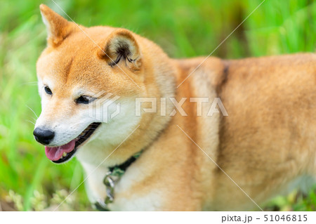 緑背景に柴犬 飼い犬 日本犬 一般的な犬 散歩 遊ぶ 緑背景に柴犬 飼い犬 日本犬 一般的な犬 散歩 遊ぶ 51046815