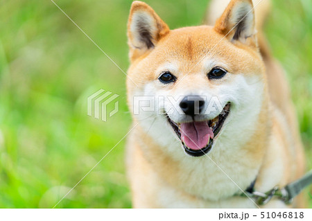 緑背景に柴犬 飼い犬 日本犬 一般的な犬 散歩 遊ぶ 緑背景に柴犬 飼い犬 日本犬 一般的な犬 散歩 遊ぶ 51046818