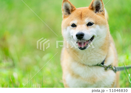 緑背景に柴犬 飼い犬 日本犬 一般的な犬 散歩 遊ぶの写真素材 緑背景に柴犬 飼い犬 日本犬 一般的な犬 散歩 遊ぶの写真素材