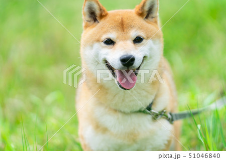 緑背景に柴犬 飼い犬 日本犬 一般的な犬 散歩 遊ぶの写真素材