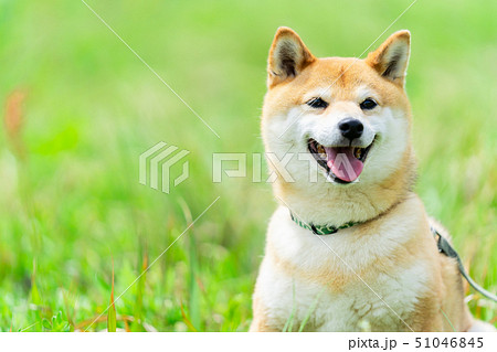 緑背景に柴犬　飼い犬　日本犬　一般的な犬　散歩　遊ぶ 51046845