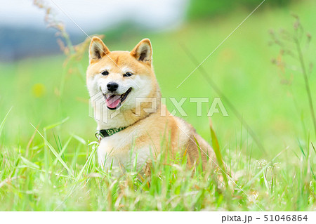 緑背景に柴犬 飼い犬 日本犬 一般的な犬 散歩 遊ぶの写真素材