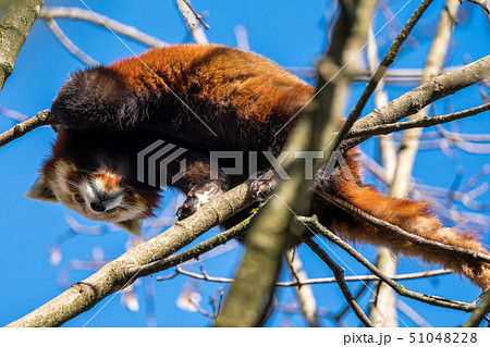 The red panda, Ailurus fulgens, also called the lesser panda. The red panda, Ailurus fulgens, also called the lesser panda. 51048228