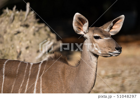 Greater kudu, Tragelaphus strepsiceros is a woodland antelope 51048297