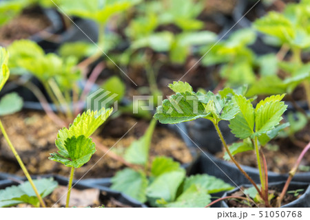 Strawberry seedling or sapling in garden 51050768