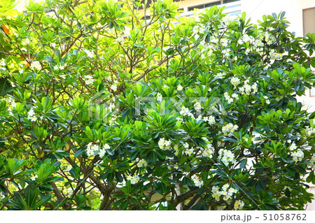 plumeria with white pollen 51058762