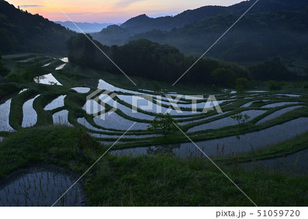 朝の大山千枚田 【千葉県鴨川市】 田植え直後 朝の大山千枚田 【千葉県鴨川市】 田植え直後 51059720