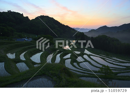 朝の大山千枚田 【千葉県鴨川市】 田植え直後 朝の大山千枚田 【千葉県鴨川市】 田植え直後 51059729