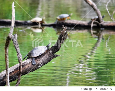 「アカミミガメ」の甲羅干し 51066715