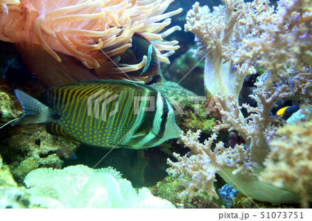 Striped, multi-colored fish was quiet between cora Striped, multi-colored fish was quiet between cora 51073751