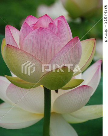A Lotus Flower With Pink Edge ふちがピンク色の蓮の花 爪紅蓮系の写真素材