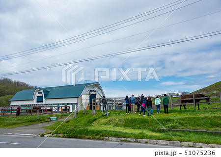 北海道　サラブレッド銀座　馬を見学する観光客たち 51075236