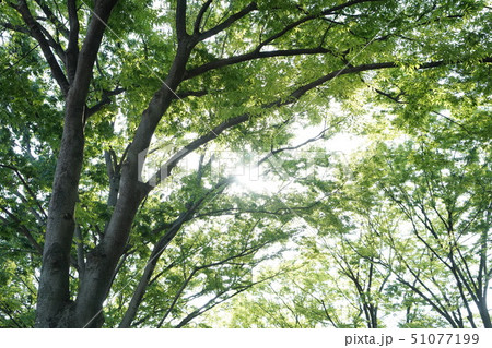 新緑 51077199