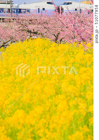 春の中央本線を走るスーパーあずさE351系 51077958