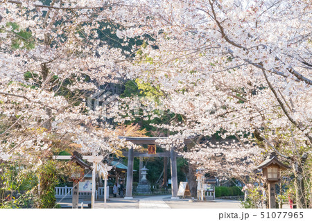 埼玉・高麗神社の桜 埼玉・高麗神社の桜 51077965