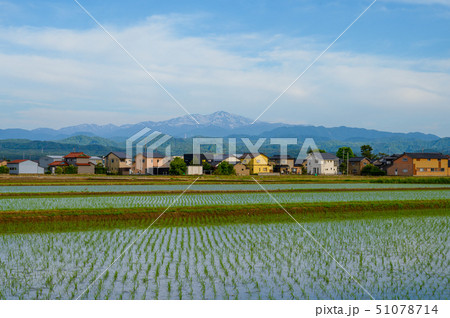 5月の田植えと霊峰白山（石川県小松市） 51078714