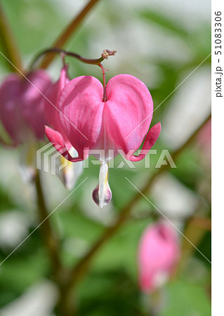 Bleeding heart Bleeding heart 51083306
