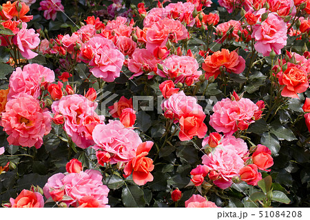 あしかがフラワーパーク バラ ディズニーランドローズの写真素材