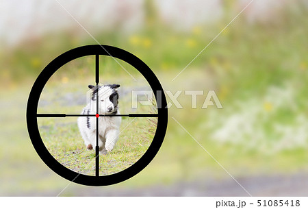 Hunting a small Border Collie 51085418