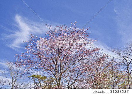 桜 桜 51088587