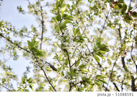 白桜2の写真素材 [51088591] - PIXTA