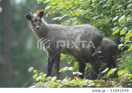 ニホンカモシカ ニホンカモシカ 51091049