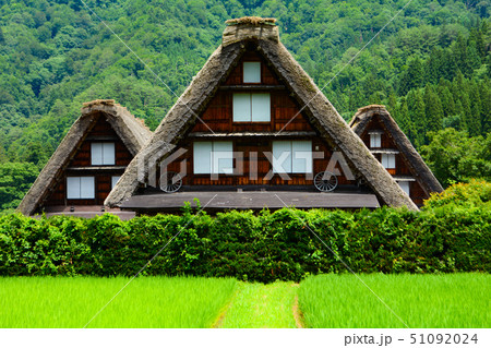 【白川郷】稲と三つ子の合掌造り【岐阜県】 51092024