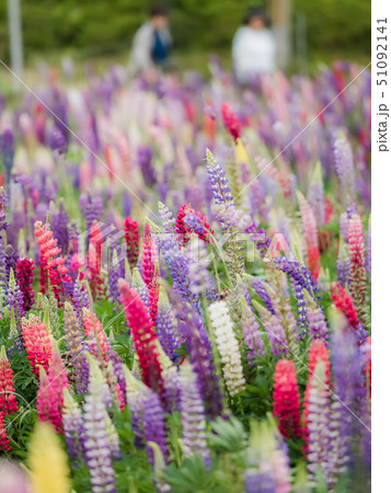 佐用町のルピナス畑 51092141