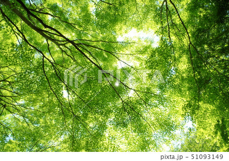 新緑 51093149