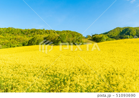 三ノ倉高原花畑　菜の花 51093690