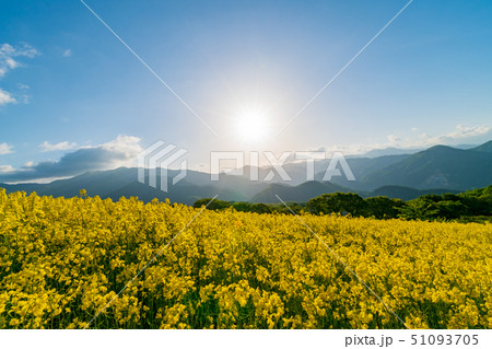 三ノ倉高原花畑　菜の花 51093705