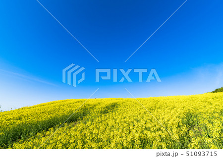 三ノ倉高原花畑　菜の花 51093715