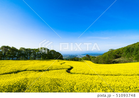 三ノ倉高原花畑　菜の花 51093748