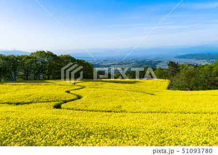 三ノ倉高原花畑　菜の花 51093780