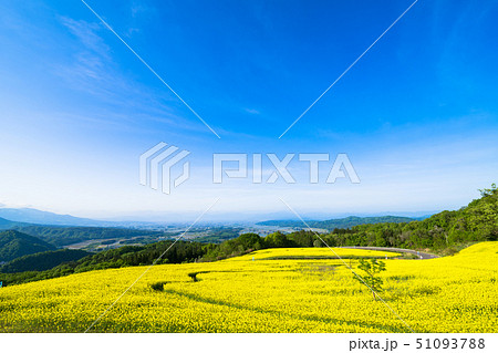 三ノ倉高原花畑　菜の花 51093788