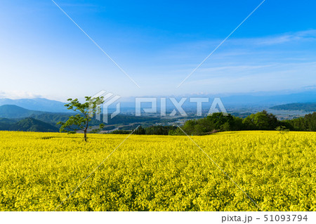 三ノ倉高原花畑　菜の花 51093794
