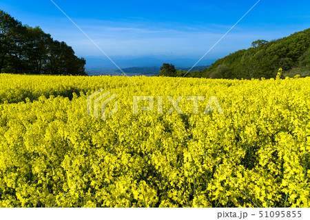 三ノ倉高原花畑　菜の花 51095855